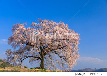 朝日に輝く_わに塚の桜 49915376