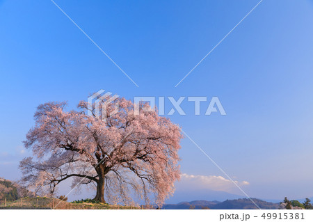 朝日に輝く_わに塚の桜 49915381