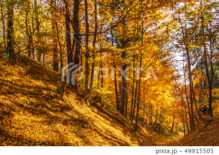 Forest with trees in autumn. Forest with trees in autumn. 49915505