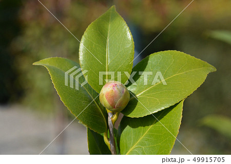 Camellia flower bud Camellia flower bud 49915705