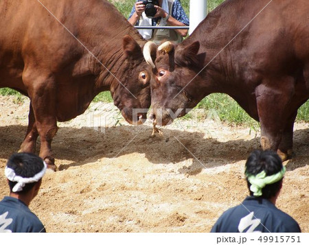 牛の角突き 49915751
