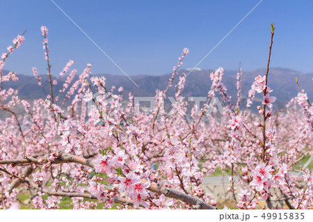 山梨_桃の花の咲く桃源郷 49915835