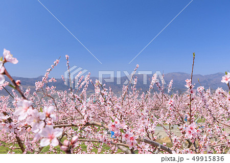 山梨_桃の花の咲く桃源郷 49915836