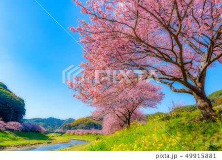 南伊豆　青野川沿いの河津桜と菜の花 49915881