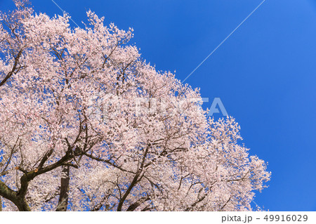 満開_快晴_わに塚の桜 49916029