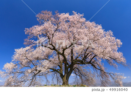 満開_快晴_わに塚の桜 49916040