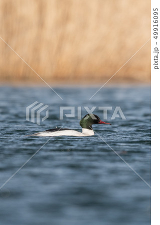 Common merganser (Mergus merganser) 49916095