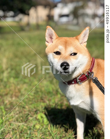 柴犬 ゆず 10 柴犬 ゆず 10 49916117