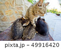 The cat feeds little kittens. 49916420