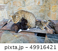 The cat feeds little kittens. 49916421