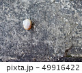 Snail shell on the stone. Natural background. 49916422