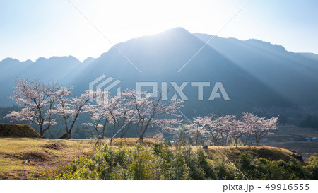 春の赤木城跡 49916555