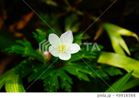 二輪草 二輪草 49916568