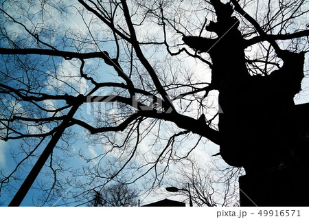 御岳山　神代ケヤキ 49916571