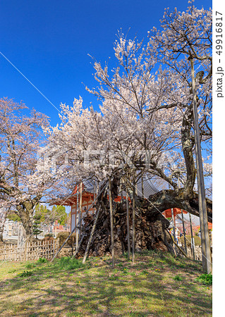 日本三大名桜_山高神代桜 日本三大名桜_山高神代桜 49916817
