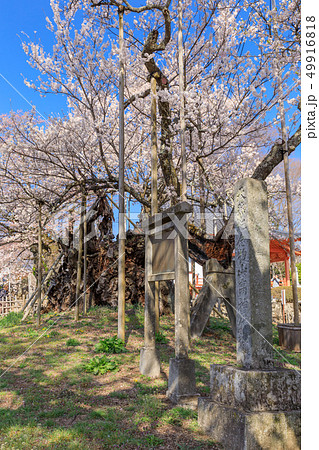 日本三大名桜_山高神代桜 49916818