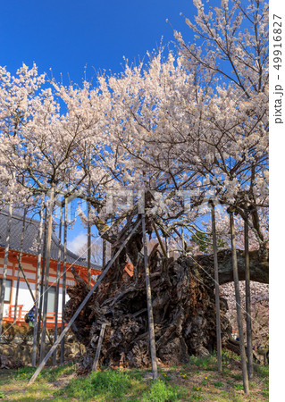 日本三大名桜_山高神代桜 49916827
