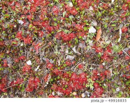 トウカイ コ モウセンゴケ トウカイ コ モウセンゴケ 49916835