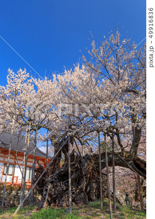 日本三大名桜_山高神代桜 49916836