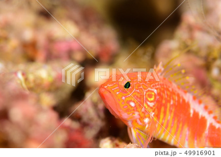 オシャレハナダイ 49916901