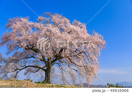 朝日に輝く_わに塚の桜 朝日に輝く_わに塚の桜 49916906