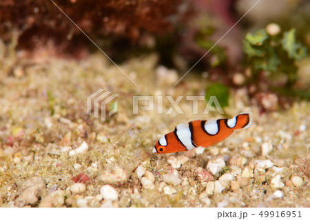 ツユベラの幼魚 49916951