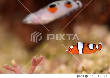 ツユベラの幼魚 49916953