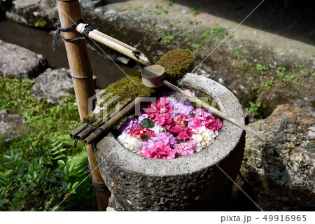 京都：長岡京市　柳谷観音　紫陽花　花手水 49916965