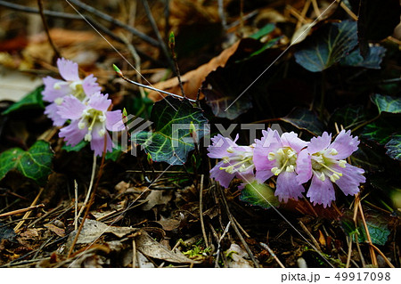 御岳山 イワウチワの花 御岳山 イワウチワの花 49917098
