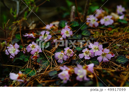 御岳山 イワウチワの花 御岳山 イワウチワの花 49917099