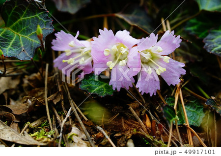 御岳山 イワウチワの花 御岳山 イワウチワの花 49917101
