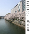 桜【平安神宮の前の川で撮影】 49917181