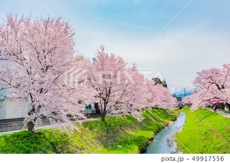 日本の春 新潟県上越市 青田川沿いの桜並木 日本の春 新潟県上越市 青田川沿いの桜並木 49917556