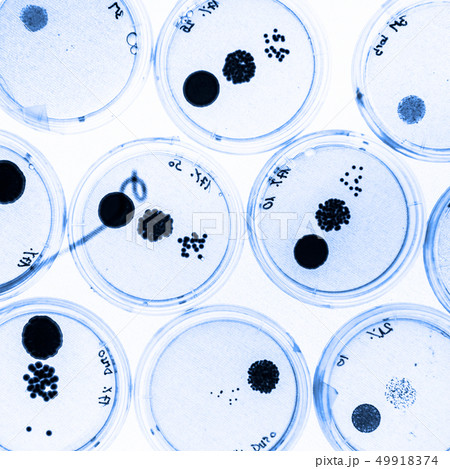 Growing Bacteria in Petri Dishes. 49918374