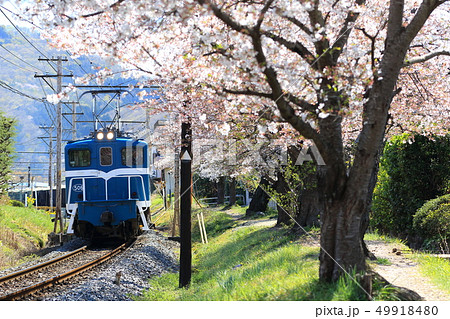 秩父鉄道貨物列車 上長瀞駅周辺(桜) 秩父鉄道貨物列車 上長瀞駅周辺(桜) 49918480