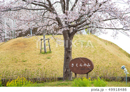成田市　さくらの山公園 49918486