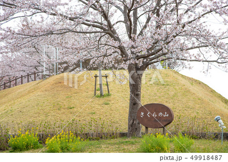 成田市　さくらの山公園 49918487