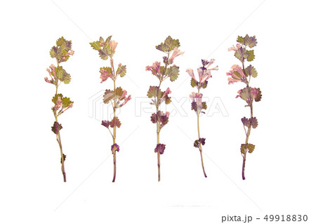 Herbs branch floral set on white bacground 49918830