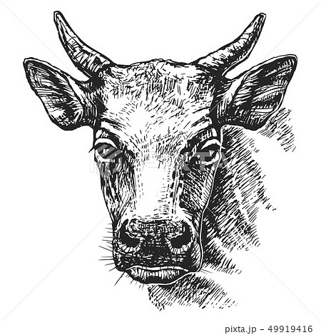 Cow Head Sketchのイラスト素材