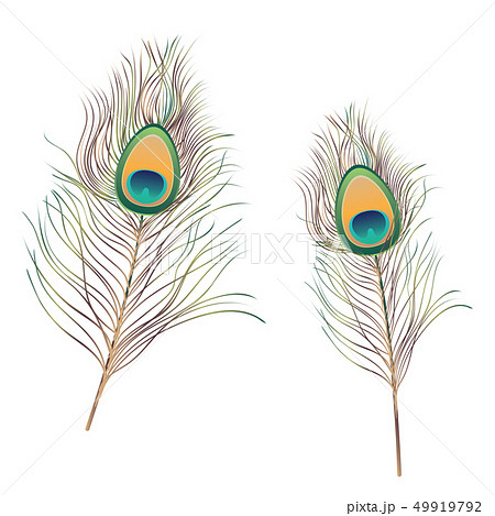 Peacock Feathers Illustration Peacock Feathers Illustration 49919792