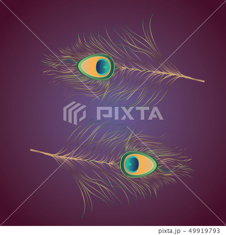 Peacock Feathers Illustration 49919793