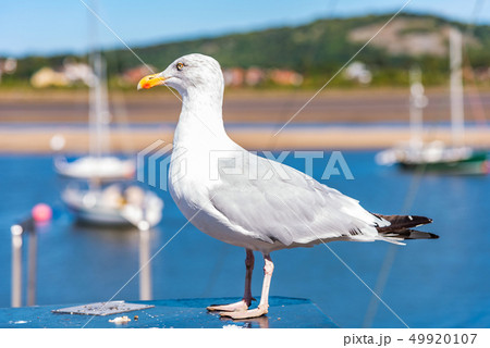 Seagull near a harbour 49920107
