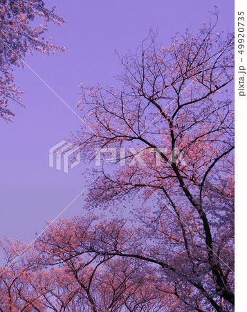 夕陽に染まる染井吉野２ 49920735
