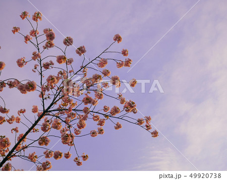 夕陽に染まる八重桜 49920738