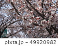 春 花 きれい 49920982