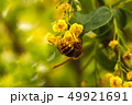 Spring blooming yellow bush bee on flower 49921691