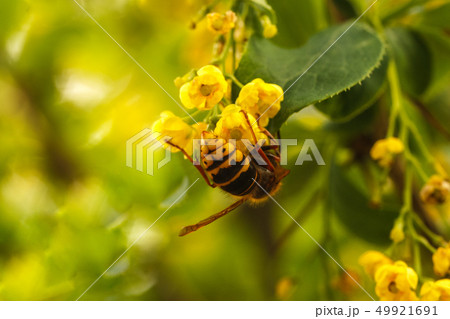 Spring blooming yellow bush bee on flower Spring blooming yellow bush bee on flower 49921691