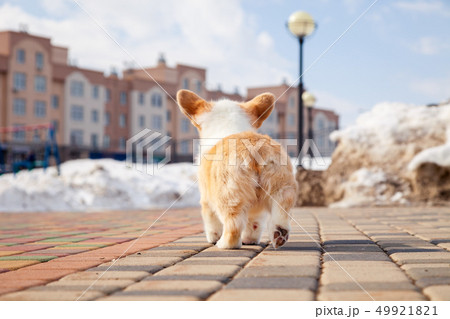 Puppy of funny red welsh corgi pembroke walk Puppy of funny red welsh corgi pembroke walk 49921821
