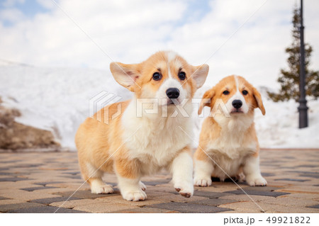 Cute red welsh corgi pembroke puppies on the Cute red welsh corgi pembroke puppies on the 49921822