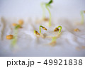 Seeds sprouted sprouting without land agriculture 49921838